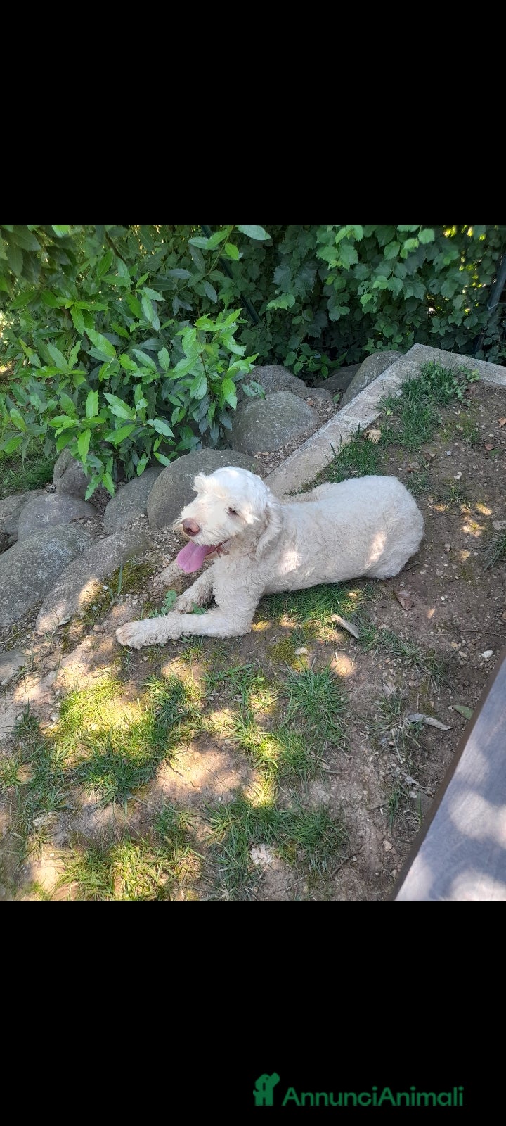 Lagotto cani Lagotto romagnolo femmina  - Annuncio 1