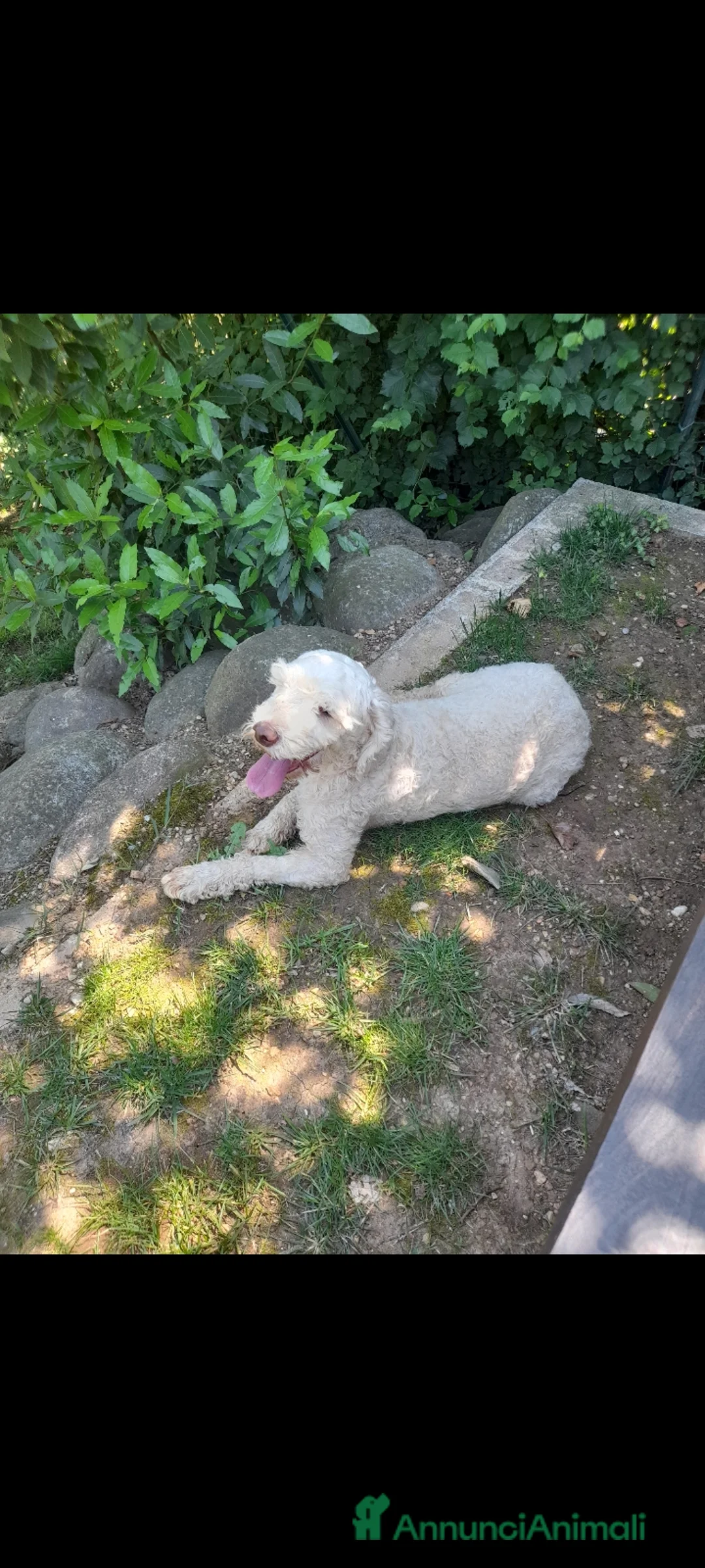 Lagotto cani in vendita: Lagotto romagnolo femmina  a Provincia di Brescia - Annuncio 1