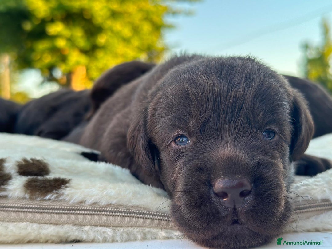 Labrador cani in vendita: Labrador choccolat cuccioli  a Provincia di Treviso - Immagine 5