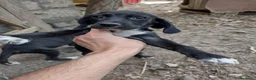 Setter Inglese cani in regalo: Spendidi cuccioli di setter inglese (Catania) - Annuncio 7