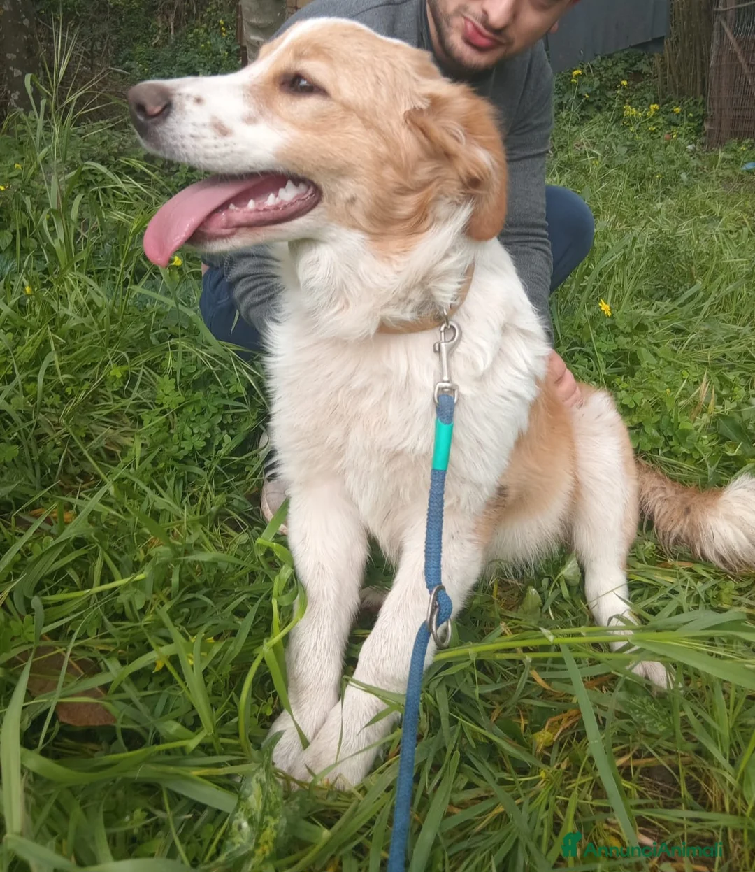 Meticcio cani in regalo: UNA MAMMA PER MEGGY - Annuncio 4