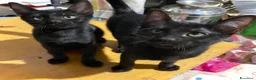 Europeo gatti in regalo: Meravigliosi gattini! a Provincia di Chieti - Annuncio 1