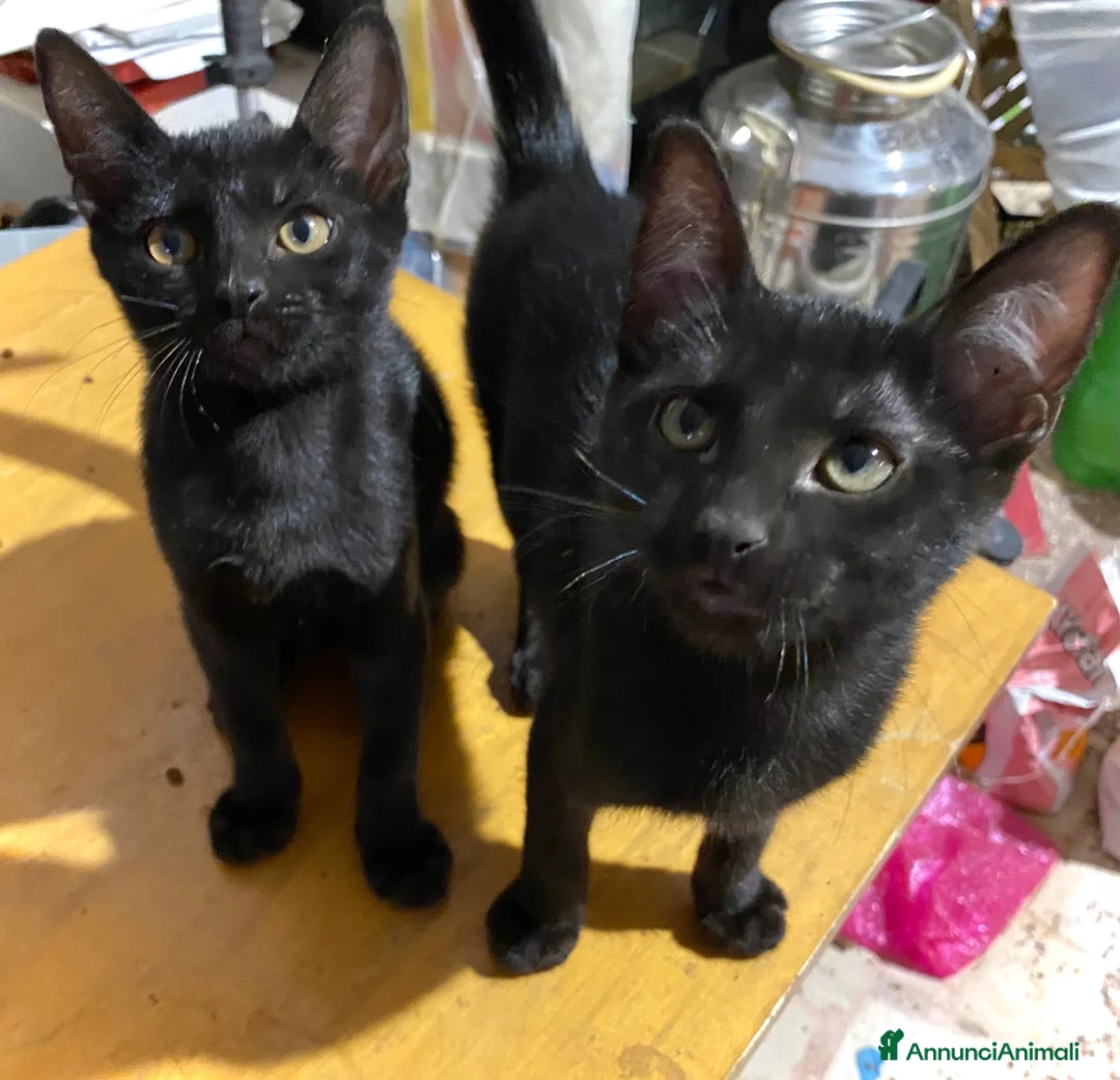 Europeo gatti in regalo: Meravigliosi gattini! a Provincia di Chieti - Annuncio 1