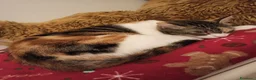 Europeo gatti in regalo: Gatta tricolore da adottare - Annuncio 1