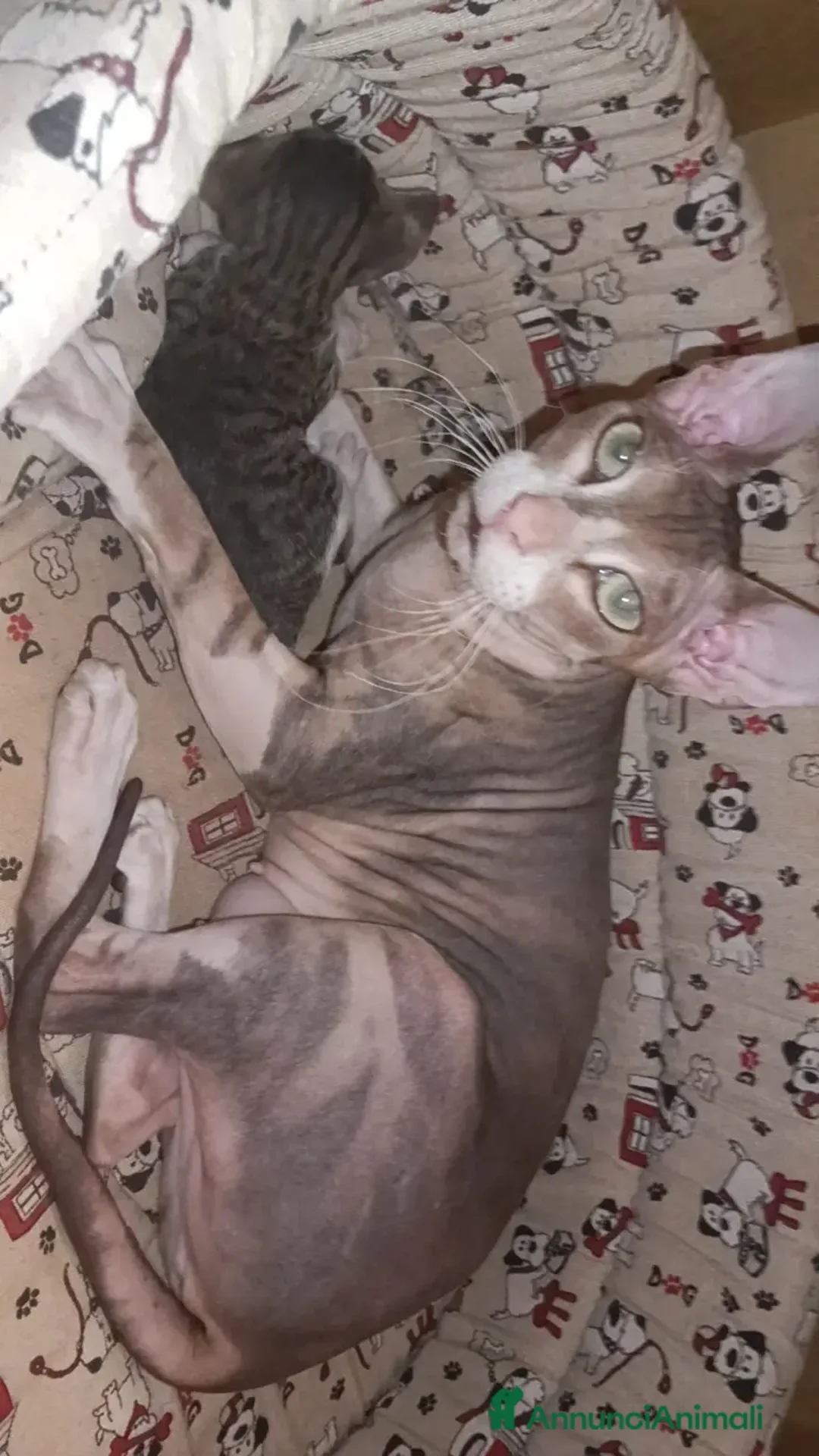 Sphynx gatti in vendita: Femminuccia sphynx donskoy  - Annuncio 2