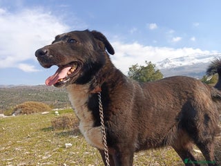 Labrador cani Windy, splendida - Annuncio 14