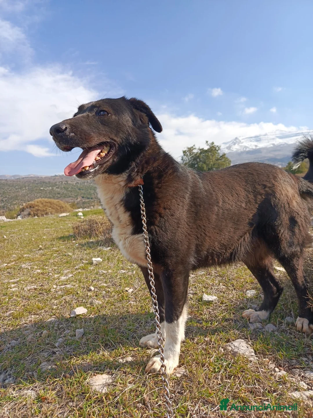 Labrador cani in regalo: Windy, splendida  - Annuncio 1