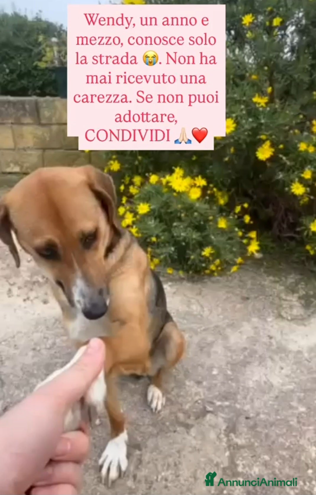 Meticcio cani Wendy 18mesi dalla strada a breve in canileSUD SOS - Annuncio 15