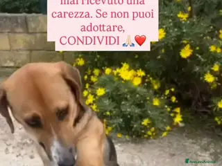 Meticcio cani Wendy 18mesi dalla strada a breve in canileSUD SOS - Annuncio 15