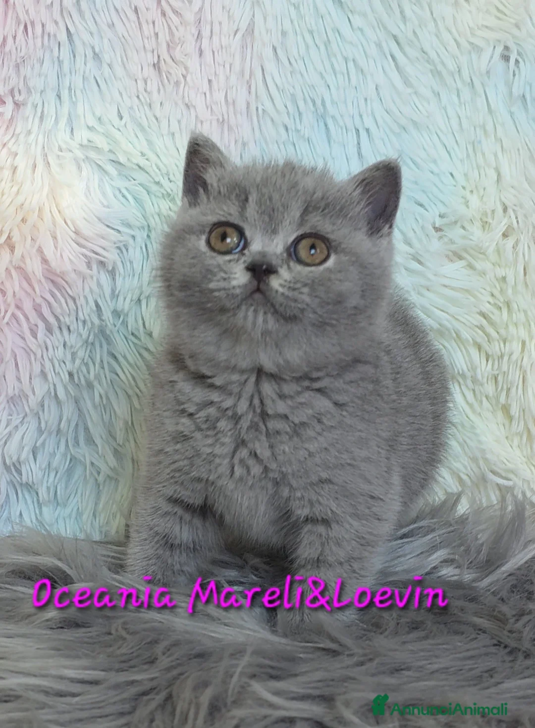 British gatti in vendita: British shorthair femmine - Annuncio 27