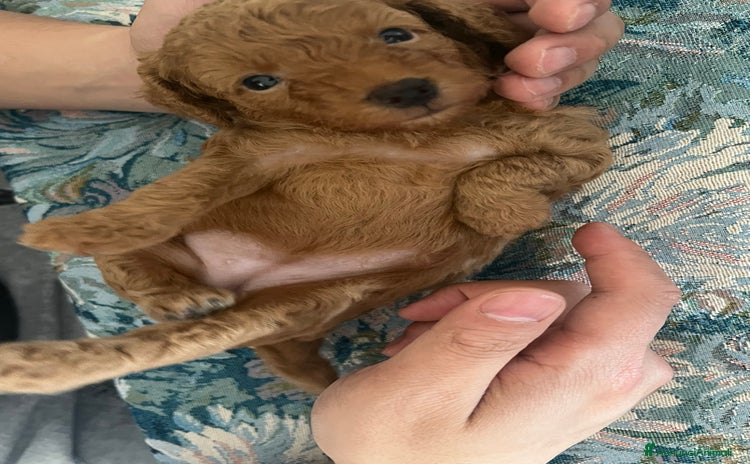 Barboncino cani a Città Metropolitana di Firenze - Annuncio 1