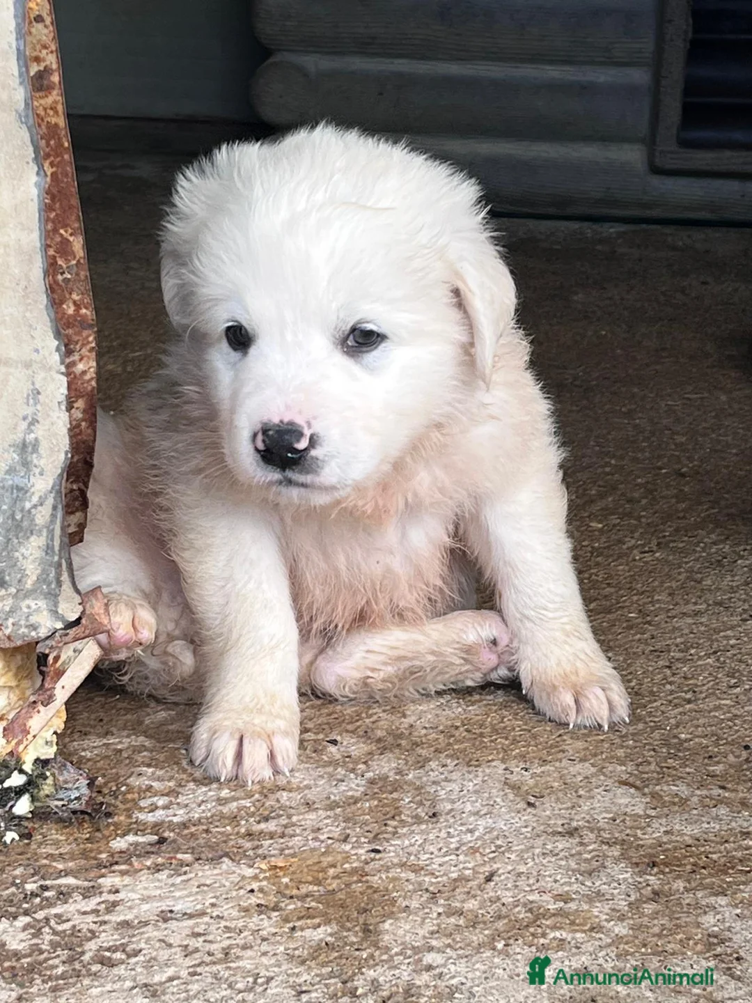 Meticcio cani in regalo: Cuccioli simil maremmano  a Provincia di Varese - Annuncio 2