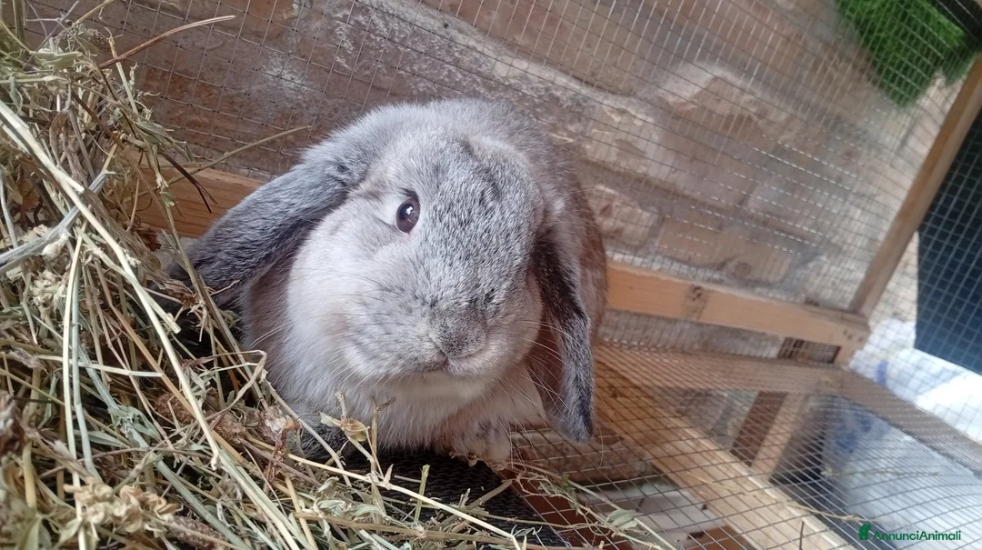 Meticcio cani in vendita: Mini loop molto dolce a Provincia dell'Aquila - Annuncio 4