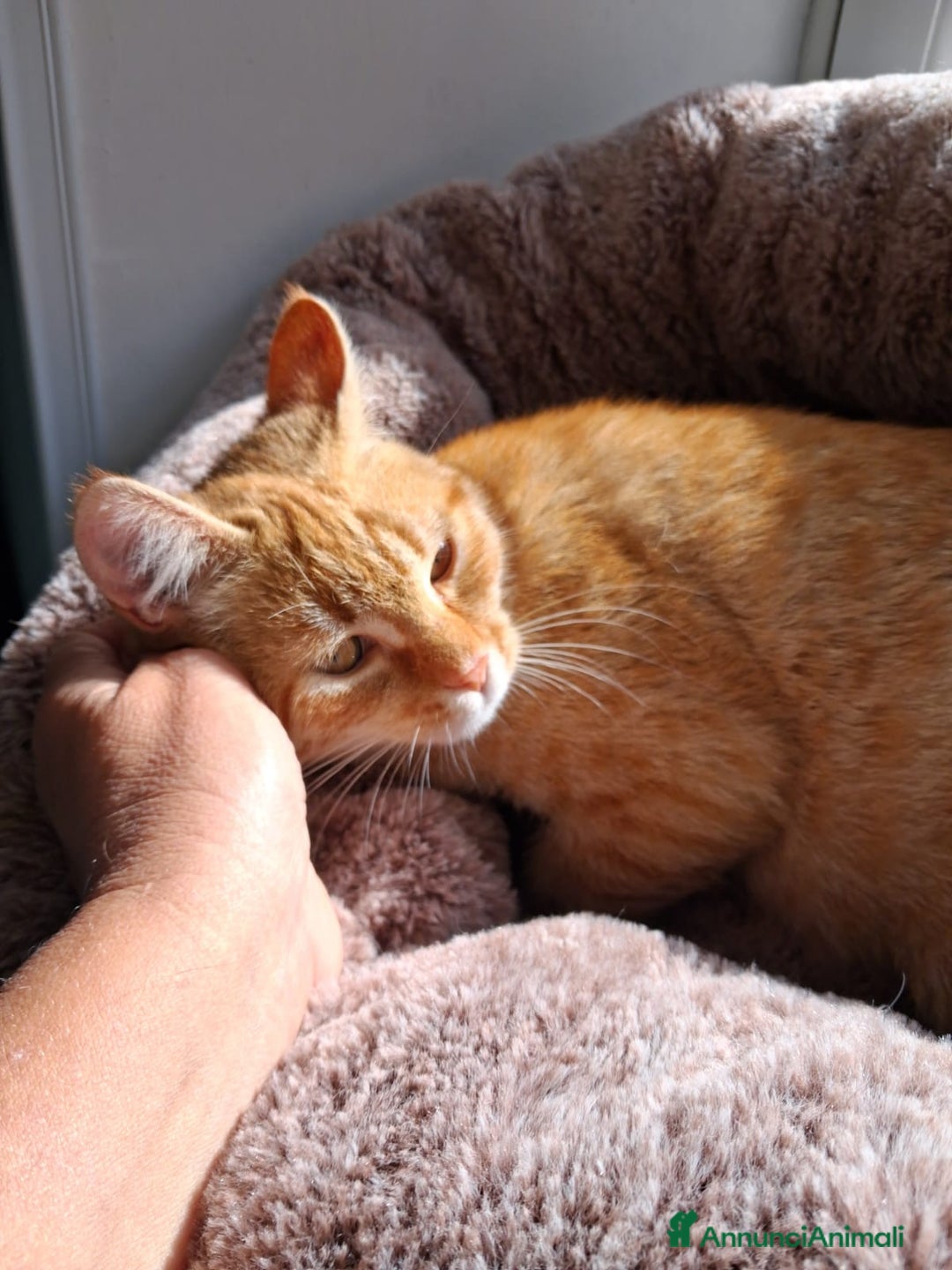 Europeo gatti in regalo: Ma come si può abbandonare tanta dolcezza?🥺💔 - Annuncio 1