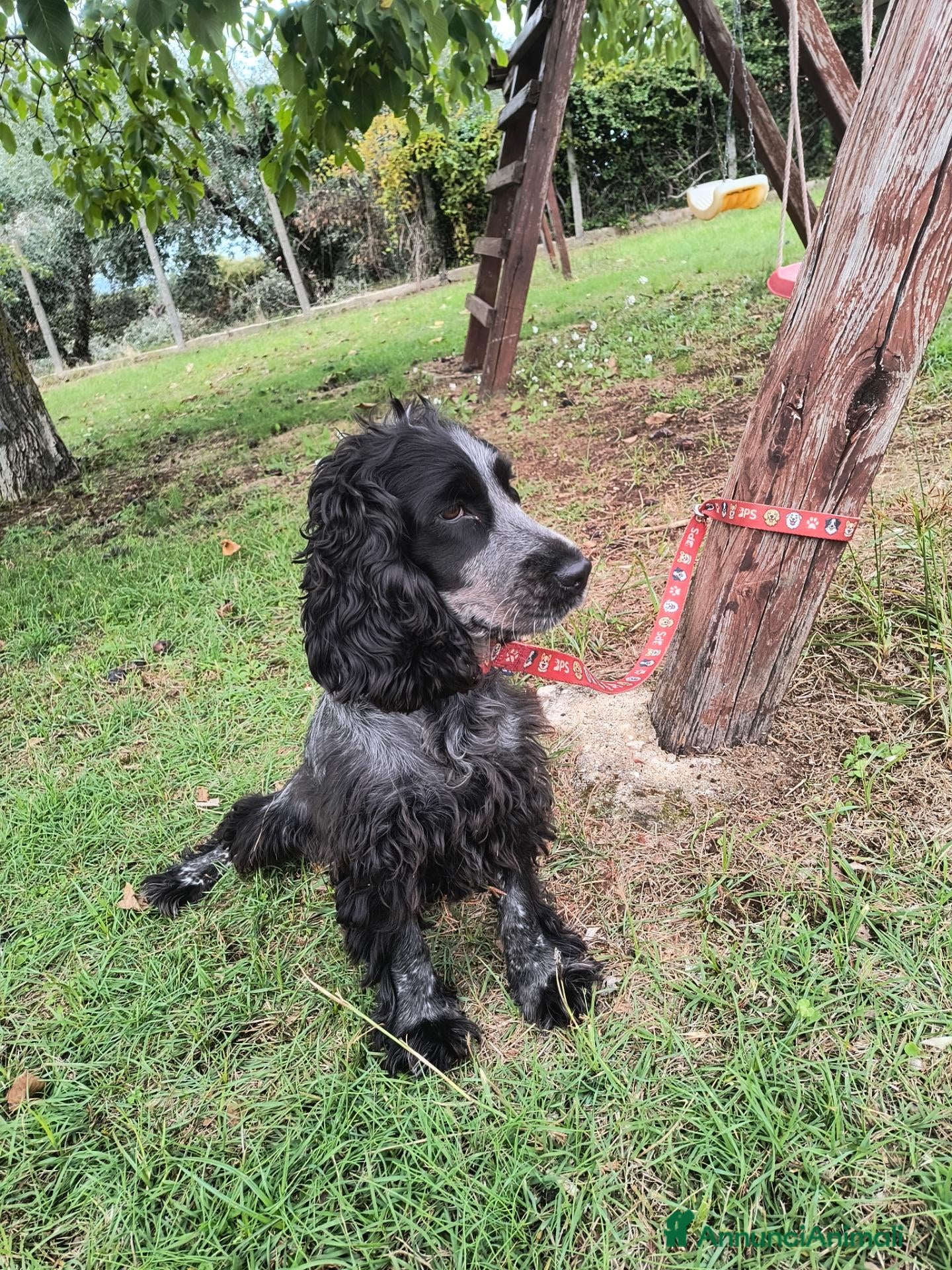 Cocker cani in vendita: 🐶 COCKER SPANIEL FEMMINA CON PEDIGREE ENCI  - Annuncio 4