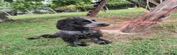 Cocker cani in vendita: 🐶 COCKER SPANIEL FEMMINA CON PEDIGREE ENCI  a Città metropolitana di Roma Capitale - Annuncio 1