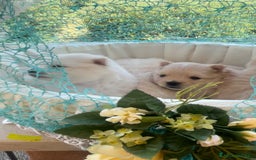 Spitz cani in vendita: Spitz tedesco nano /pomerania a Città metropolitana di Roma Capitale - Immagine 8
