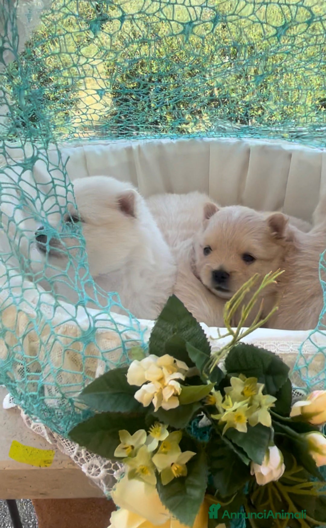 Spitz cani in vendita: Spitz tedesco nano /pomerania a Città metropolitana di Roma Capitale - Immagine 8