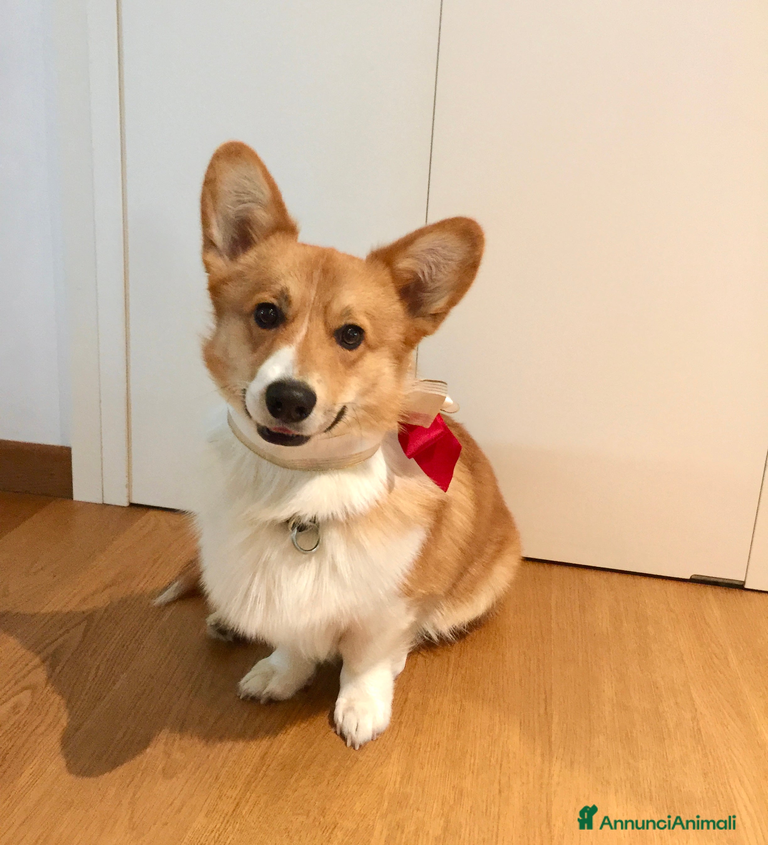 Corgi Pembroke cani Corgi maschio per accoppiamento  - Annuncio 1