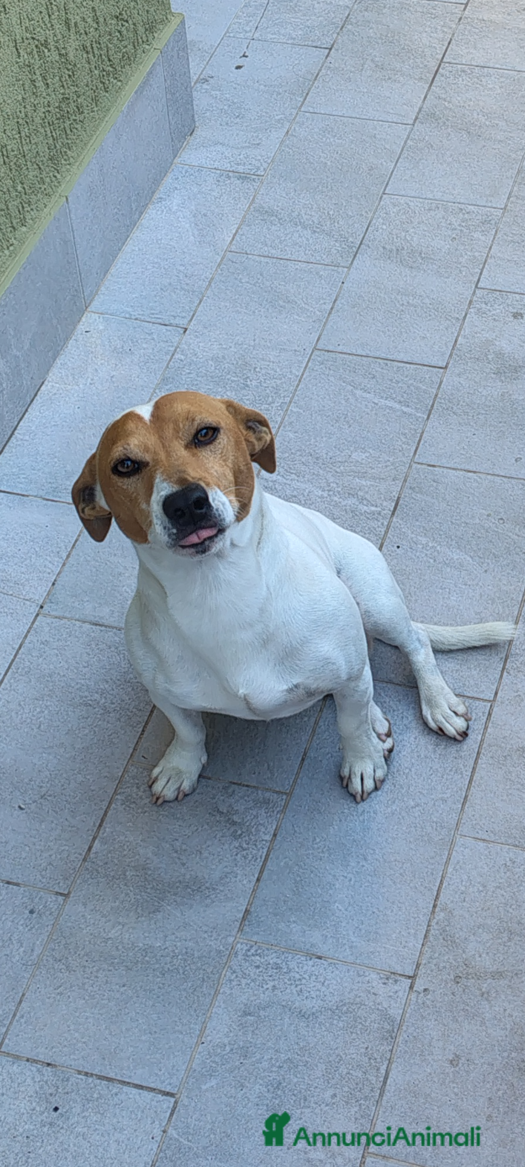 Jack Russell cani in regalo: Jack Russell REGALO - Annuncio 2