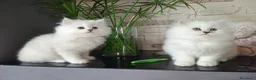 Persiano gatti in vendita: Cuccioli persiano chinchillà normotipico - Annuncio 6