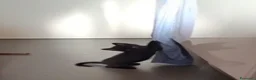 Meticcio gatti in regalo: Mosè  - Annuncio 9