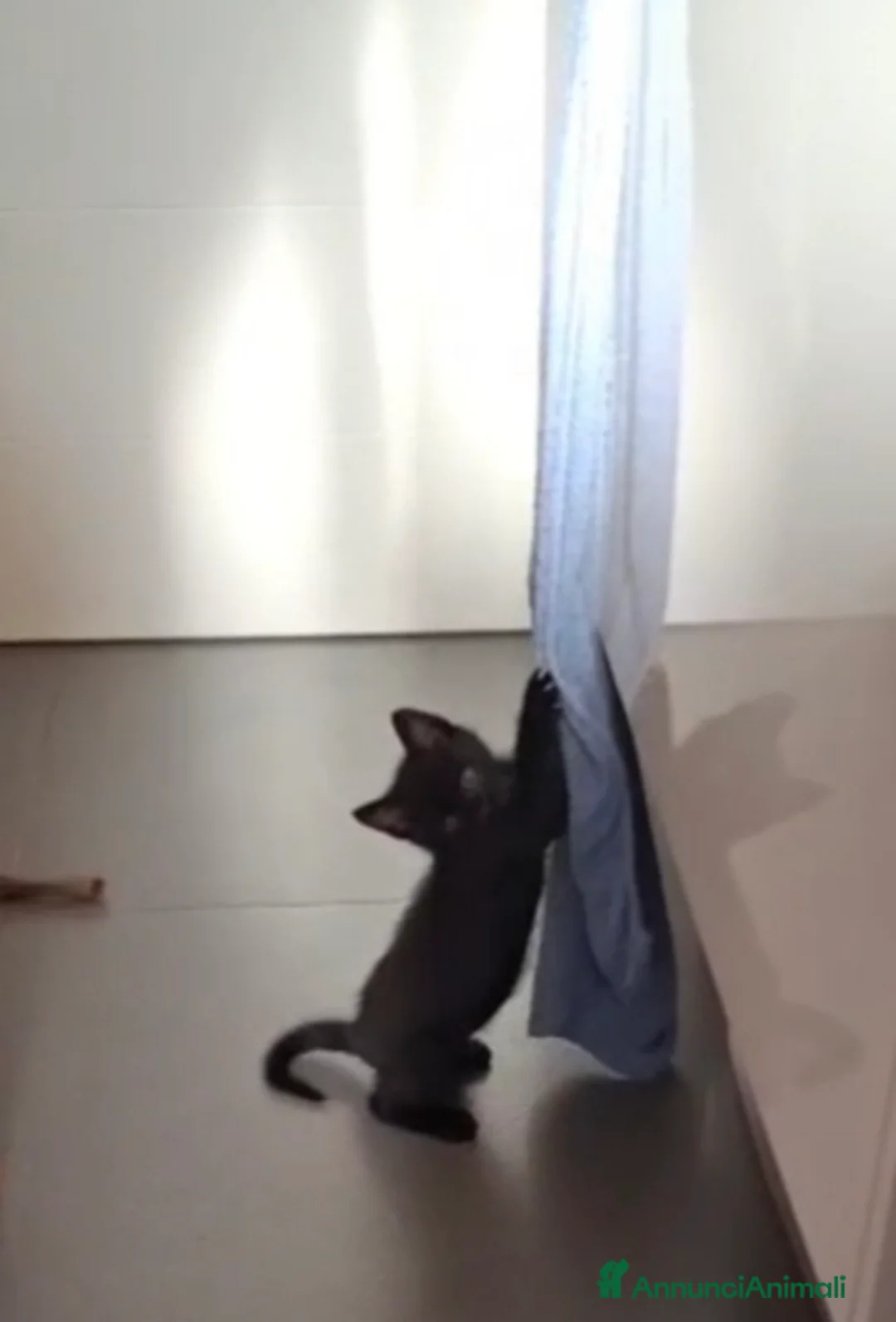 Meticcio gatti in regalo: Mosè  - Annuncio 9