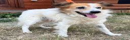 Meticcio cani in regalo: MAX TENERO CAGNOLINO - Annuncio 2