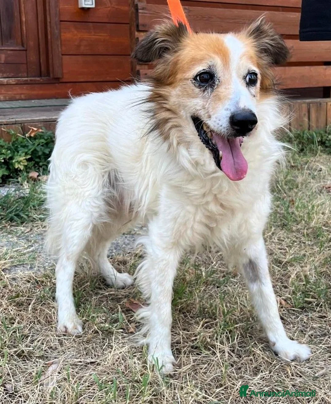 Meticcio cani in regalo: MAX TENERO CAGNOLINO - Annuncio 2