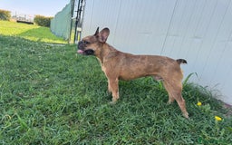 Bulldog Francese cani in regalo: Simil Bouledogue Francese a Provincia di Ferrara - Immagine 3