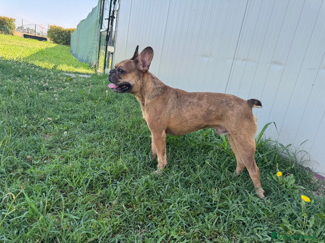 Bulldog Francese cani in regalo: Simil Bouledogue Francese a Provincia di Ferrara - Immagine 3
