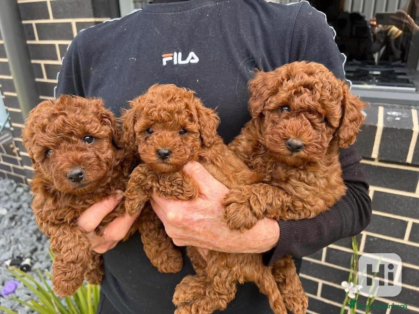 Barboncino Toy cani  Splendidi Cuccioli di Barboncino - Annuncio 1