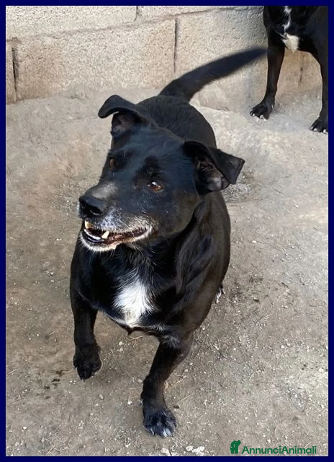 Meticcio cani in regalo: SOUND festoso e buono - 10kg - Annuncio 2