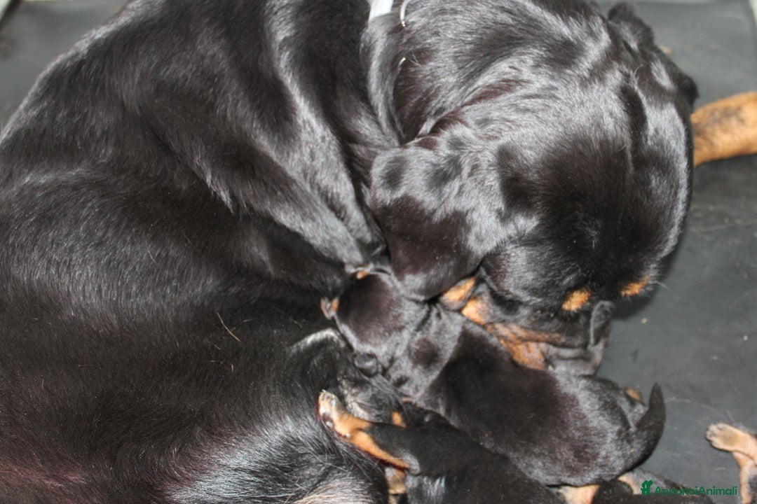 Rottweiler cani in vendita: Cuccioli Rottweiler  - Annuncio 2