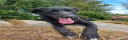 Meticcio cani in regalo: Skitty - Annuncio 8