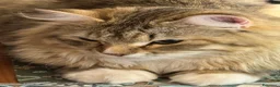 Siberiano gatti in vendita: Gattini siberiani puri a Città Metropolitana di Genova - Annuncio 1