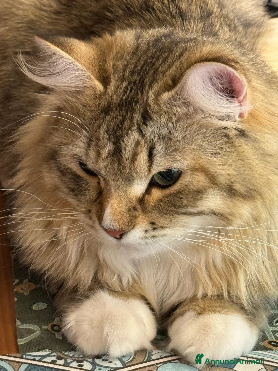 Siberiano gatti in vendita: Gattini siberiani puri a Città Metropolitana di Genova - Annuncio 1