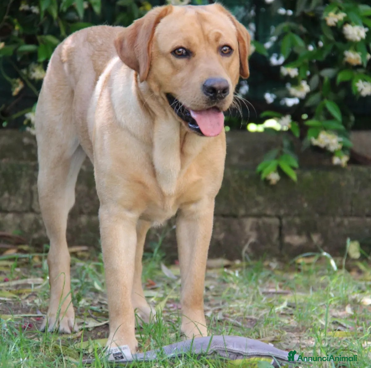 Labrador cani Labrador retriever per monta - Annuncio 2