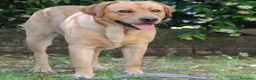 Labrador cani per accoppiamento: Labrador retriever per monta - Annuncio 2