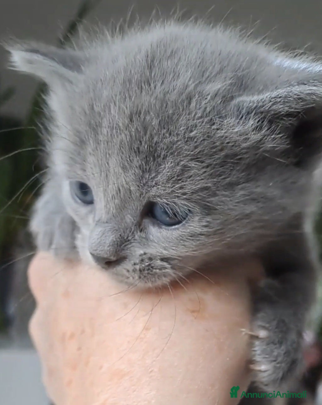 Certosino gatti GATTINA CERTOSINA CON PEDIGREE - Annuncio 2