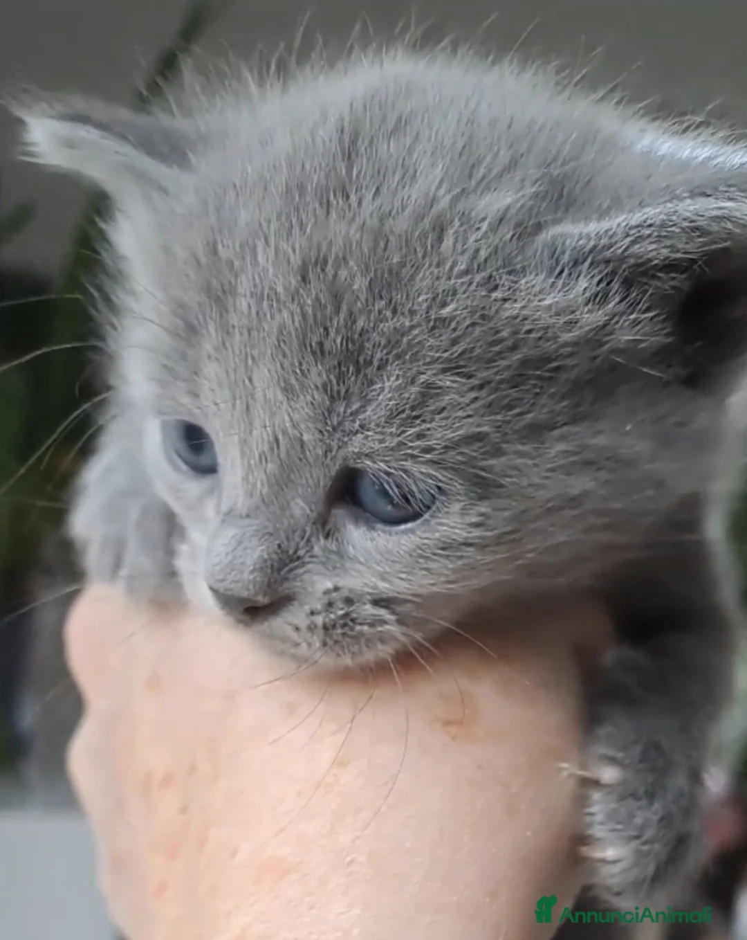 Certosino gatti in vendita: GATTINA CERTOSINA CON PEDIGREE - Annuncio 2