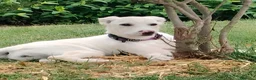 Meticcio cani in regalo: Flo cucciola di 4 mesi cerca casa - Annuncio 8