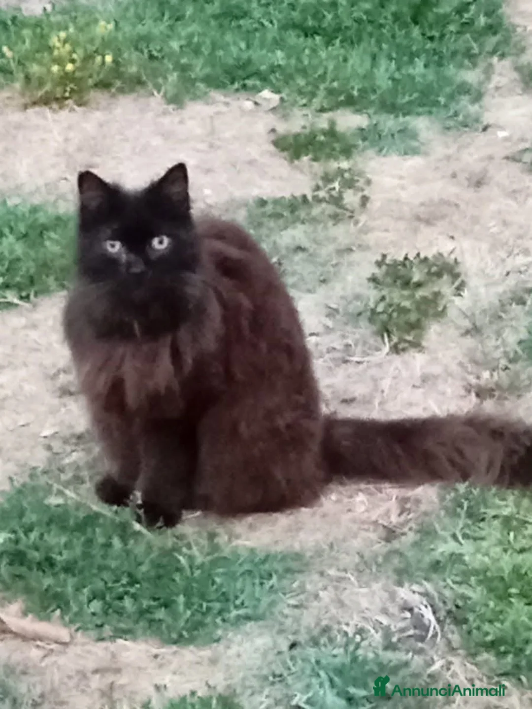 Meticcio gatti in regalo: SOFIA dolce gattina cerca casa - in adozione - Annuncio 2