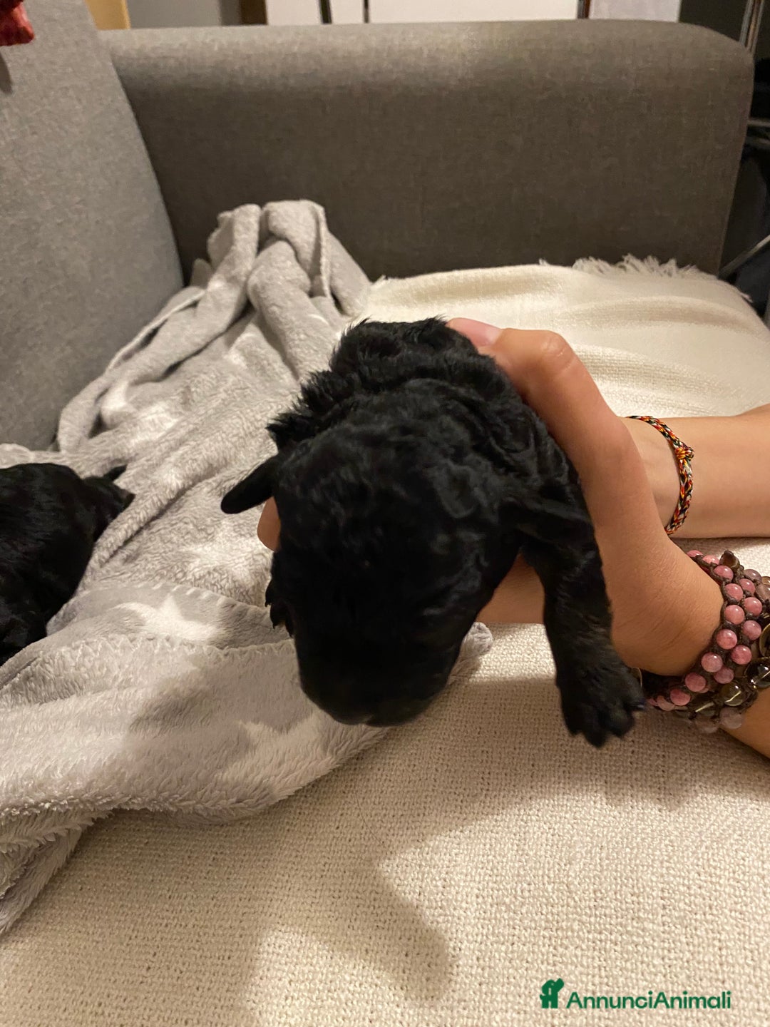 Barboncino cani in vendita: Cuccioli di barboncino  - Annuncio 11