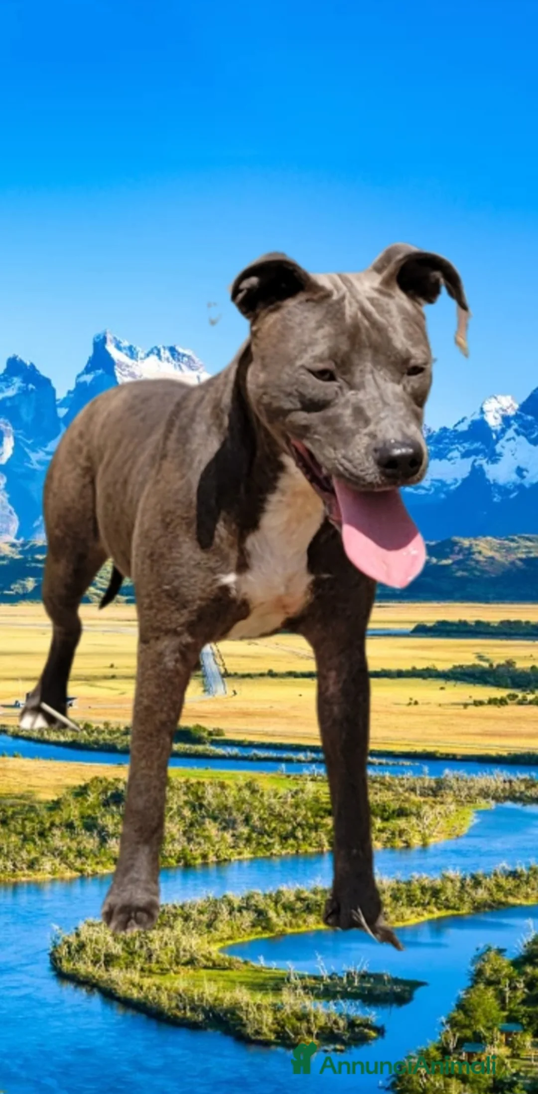 Pitbull cani in regalo: Pitbull ukc  - Annuncio 5