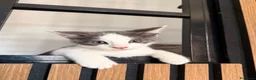 Altre razze gatti in regalo: Gattini in regalo  - Annuncio 6