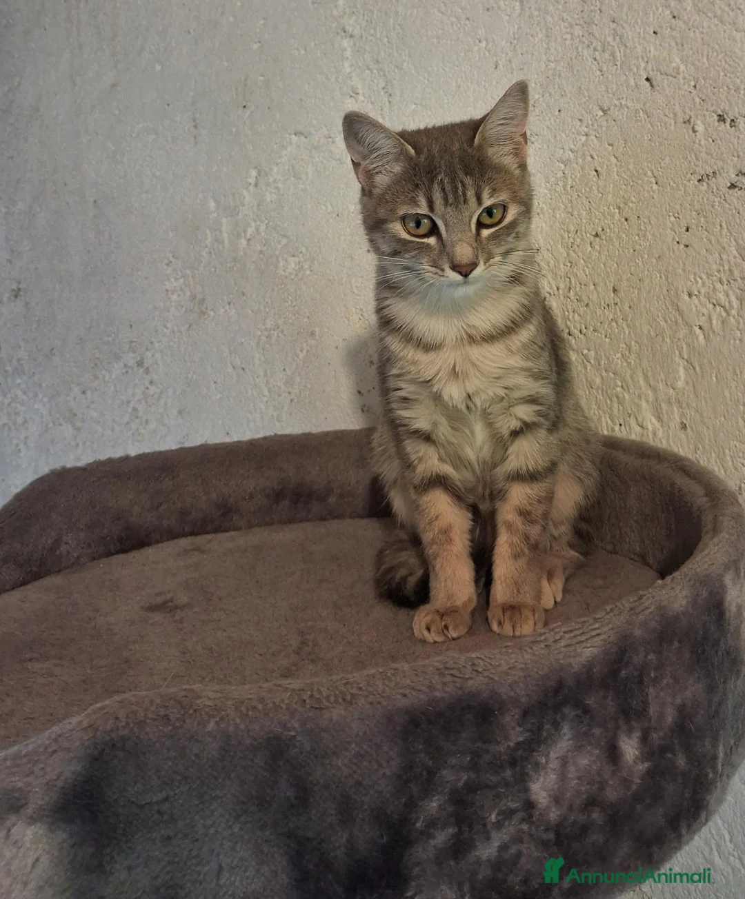 Europeo gatti in regalo: Regalo cuccioli - Annuncio 2