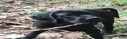 Cane Corso cani in vendita: Spettacolari cuccioli di Cane Corso  - Annuncio 9