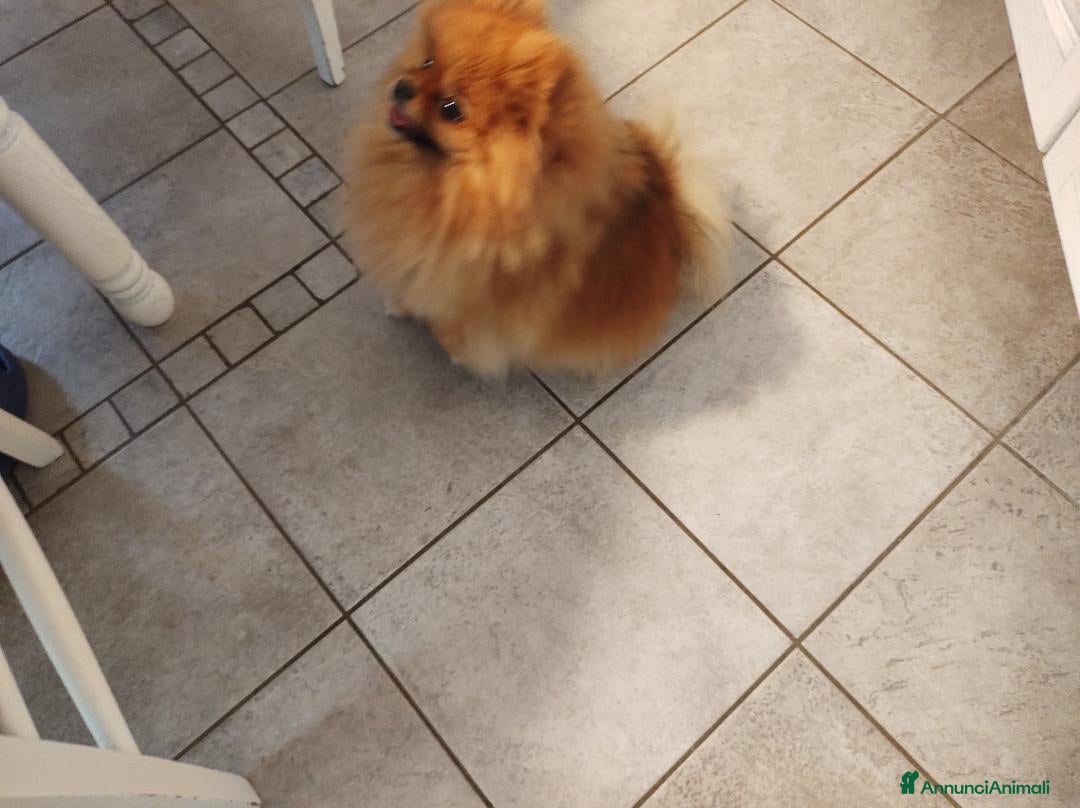 Spitz cani in vendita: SPITZ TEDESCO NANO a Provincia di Treviso - Immagine 3