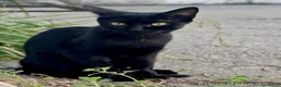 Europeo gatti in regalo: Gattina nera 5 mesi buona - Annuncio 3